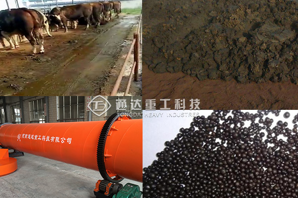 養(yǎng)的牛多牛糞怎么銷路?想做有機肥生產(chǎn)怎么弄? 　