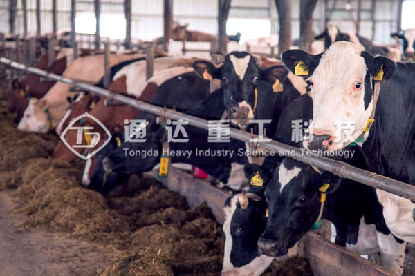 5000頭養(yǎng)牛場(chǎng)的牛糞怎么處理?養(yǎng)殖場(chǎng)牛糞怎樣發(fā)酵有機(jī)肥?