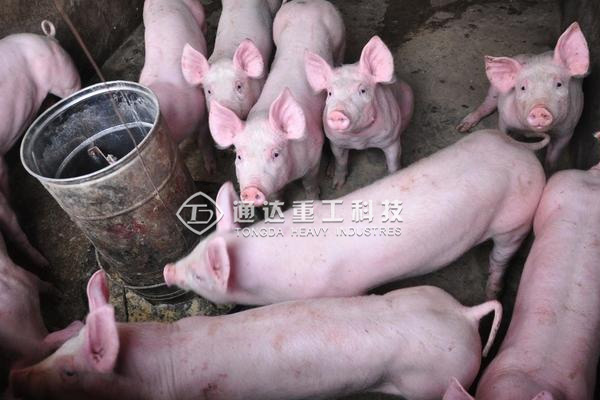  大批涉污養(yǎng)殖場(chǎng)被關(guān)閉拆除，養(yǎng)殖場(chǎng)糞便怎么處理才環(huán)保?